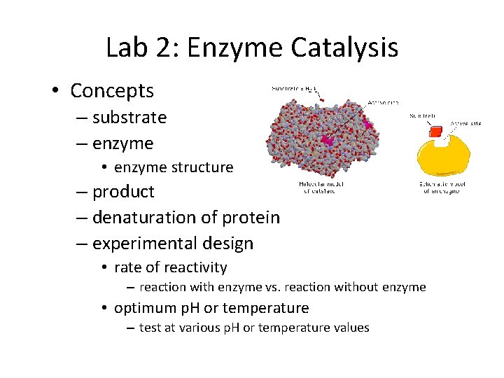 Lab 2: Enzyme Catalysis • Concepts – substrate – enzyme • enzyme structure –