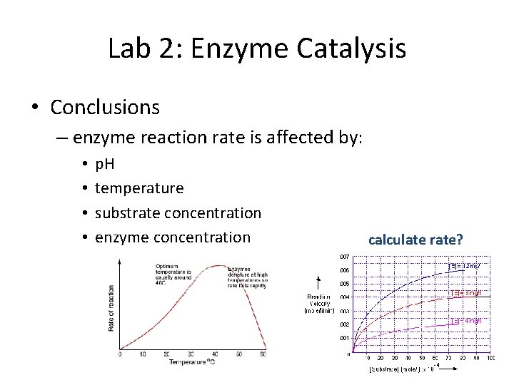 Lab 2: Enzyme Catalysis • Conclusions – enzyme reaction rate is affected by: •