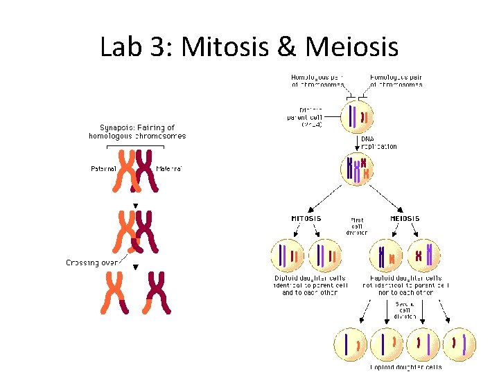 Lab 3: Mitosis & Meiosis 