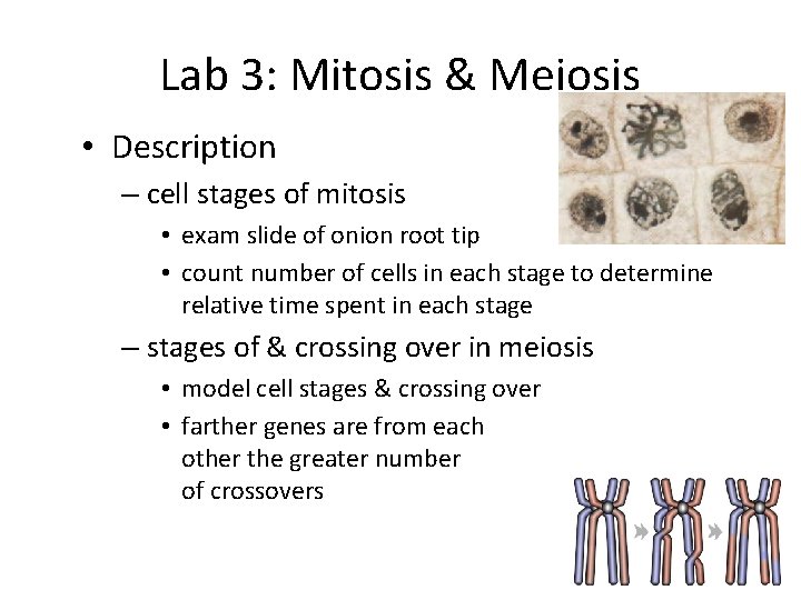 Lab 3: Mitosis & Meiosis • Description – cell stages of mitosis • exam