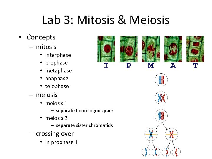 Lab 3: Mitosis & Meiosis • Concepts – mitosis • • • interphase prophase