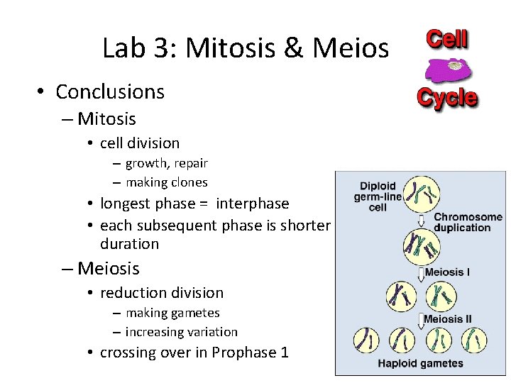 Lab 3: Mitosis & Meiosis • Conclusions – Mitosis • cell division – growth,