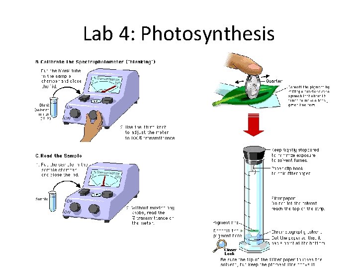 Lab 4: Photosynthesis 