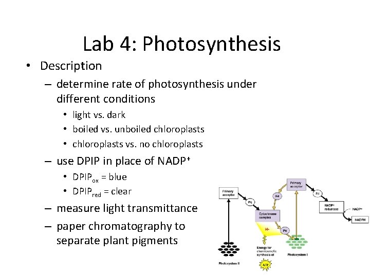 Lab 4: Photosynthesis • Description – determine rate of photosynthesis under different conditions •