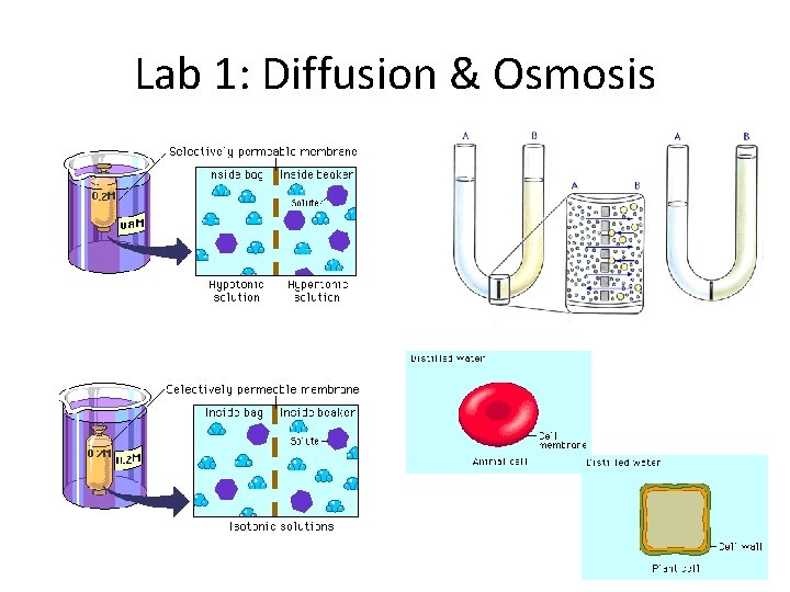 Lab 1: Diffusion & Osmosis 