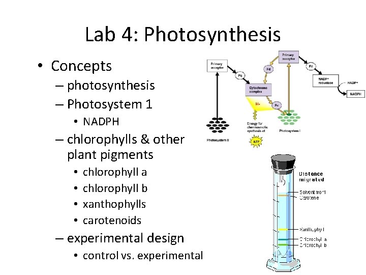Lab 4: Photosynthesis • Concepts – photosynthesis – Photosystem 1 • NADPH – chlorophylls