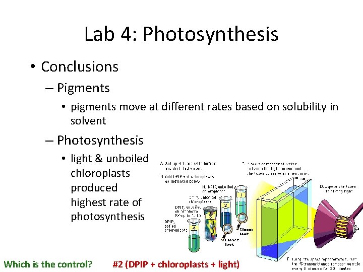 Lab 4: Photosynthesis • Conclusions – Pigments • pigments move at different rates based