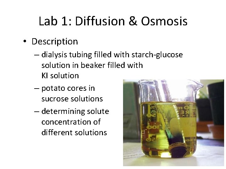 AP Lab Review Lab 1 Diffusion Osmosis Lab