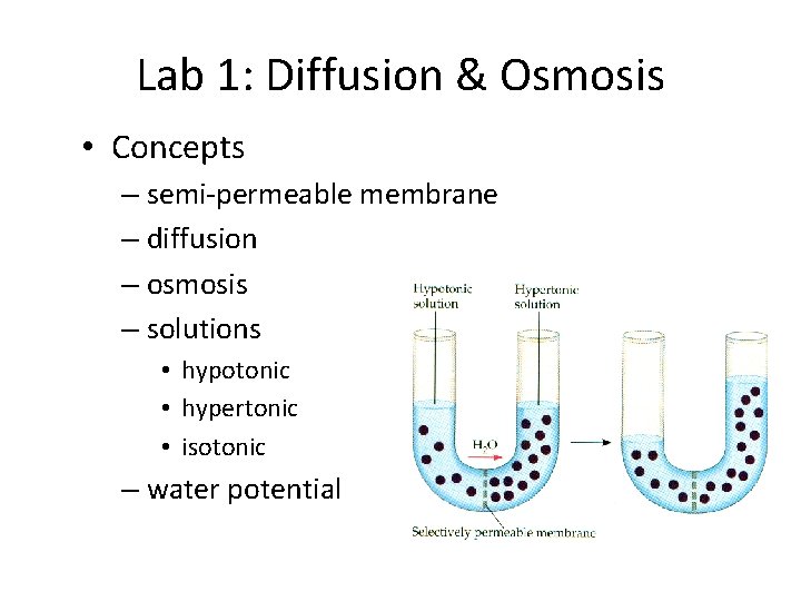 Lab 1: Diffusion & Osmosis • Concepts – semi-permeable membrane – diffusion – osmosis