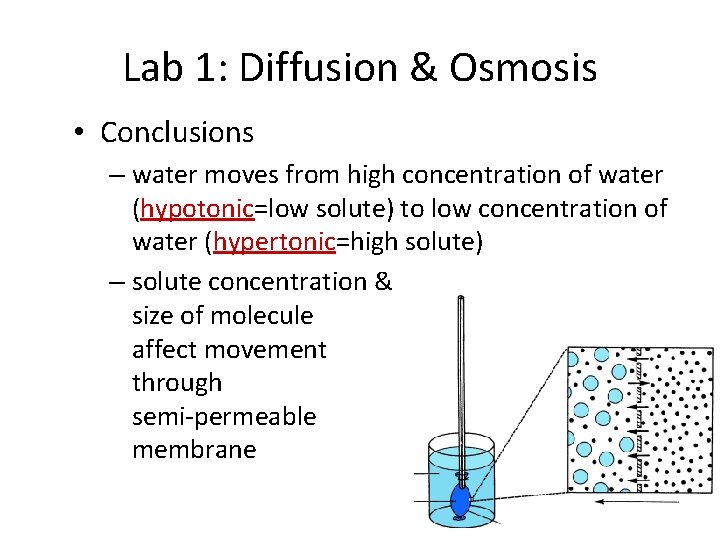 Lab 1: Diffusion & Osmosis • Conclusions – water moves from high concentration of