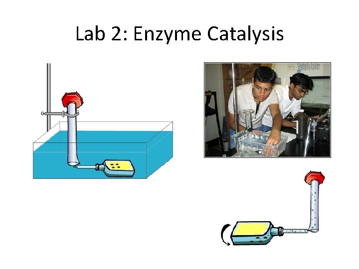Lab 2: Enzyme Catalysis 