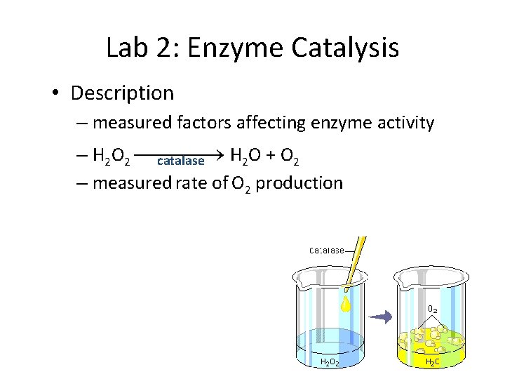 Lab 2: Enzyme Catalysis • Description – measured factors affecting enzyme activity – H