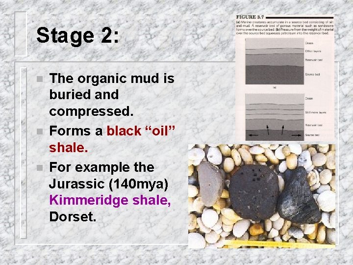 Stage 2: n n n The organic mud is buried and compressed. Forms a