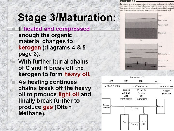 Stage 3/Maturation: n n n If heated and compressed enough the organic material changes
