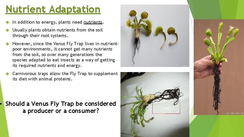 Nutrient Adaptation In addition to energy, plants need nutrients. Usually plants obtain nutrients from