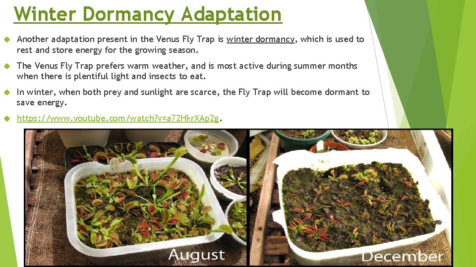 Winter Dormancy Adaptation Another adaptation present in the Venus Fly Trap is winter dormancy,