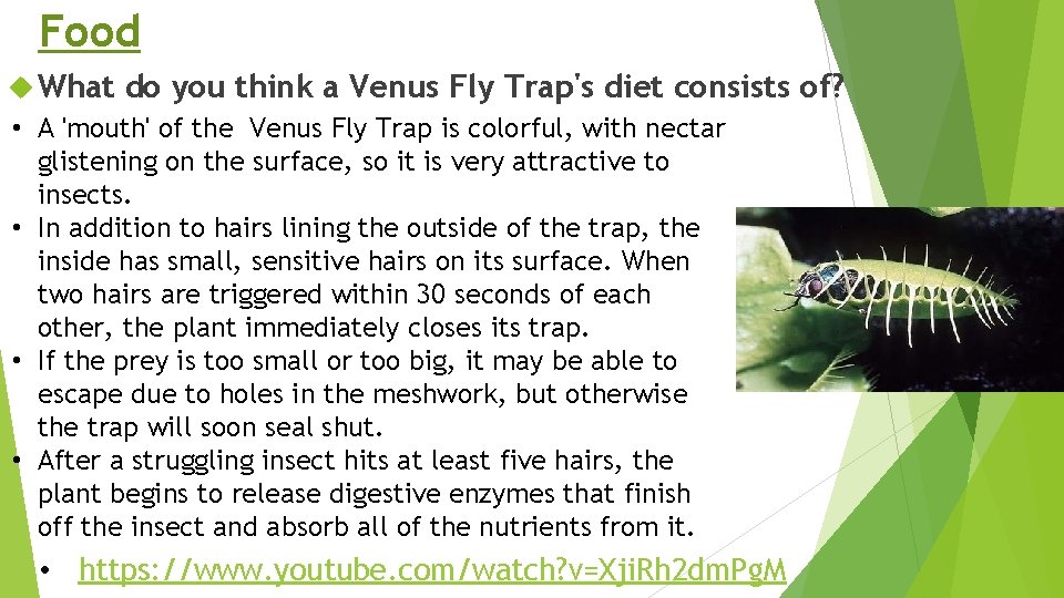 Food What do you think a Venus Fly Trap's diet consists of? • A
