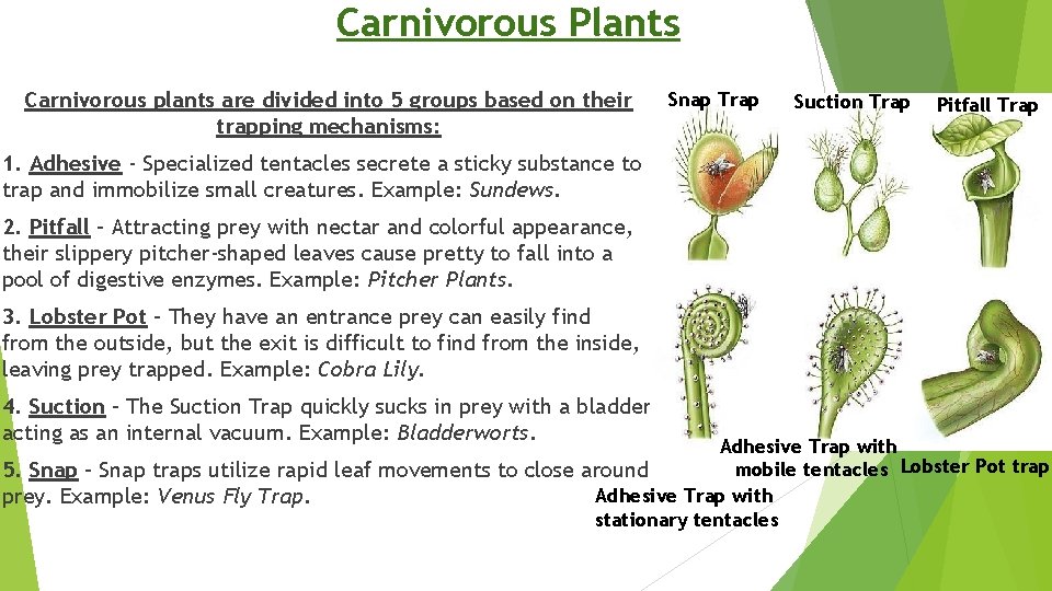 Carnivorous Plants Carnivorous plants are divided into 5 groups based on their trapping mechanisms: