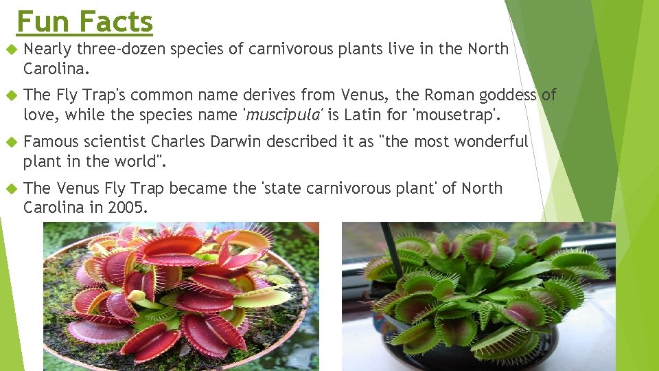 Fun Facts Nearly three-dozen species of carnivorous plants live in the North Carolina. The