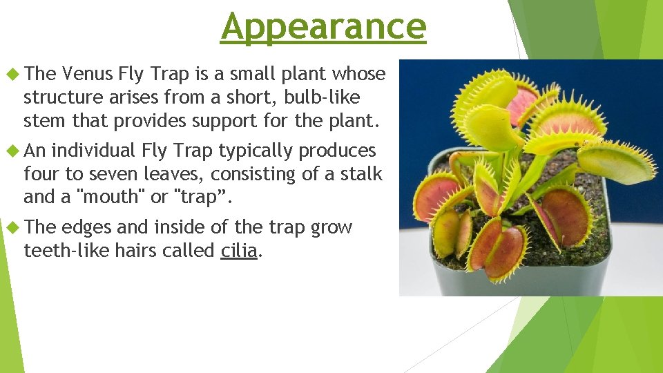 Appearance The Venus Fly Trap is a small plant whose structure arises from a