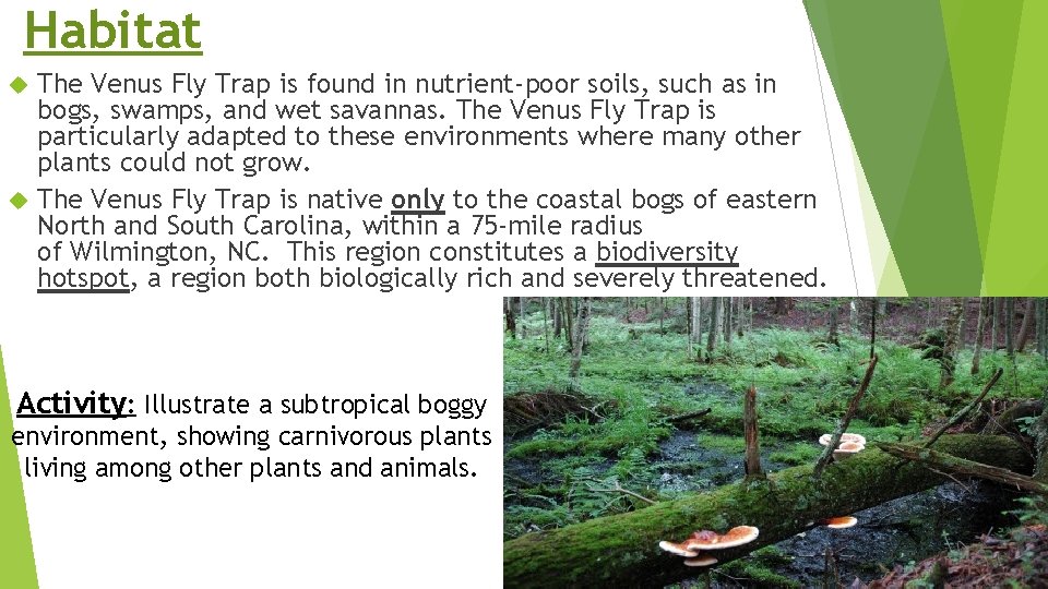 Habitat The Venus Fly Trap is found in nutrient-poor soils, such as in bogs,