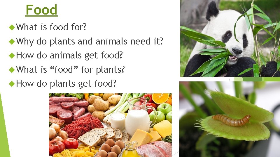 Food What is food for? Why do plants and animals need it? How do