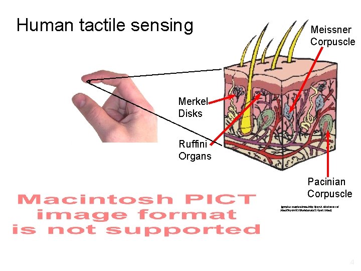 Human tactile sensing Meissner Corpuscle Merkel Disks Ruffini Organs Pacinian Corpuscle [graphic adapted from