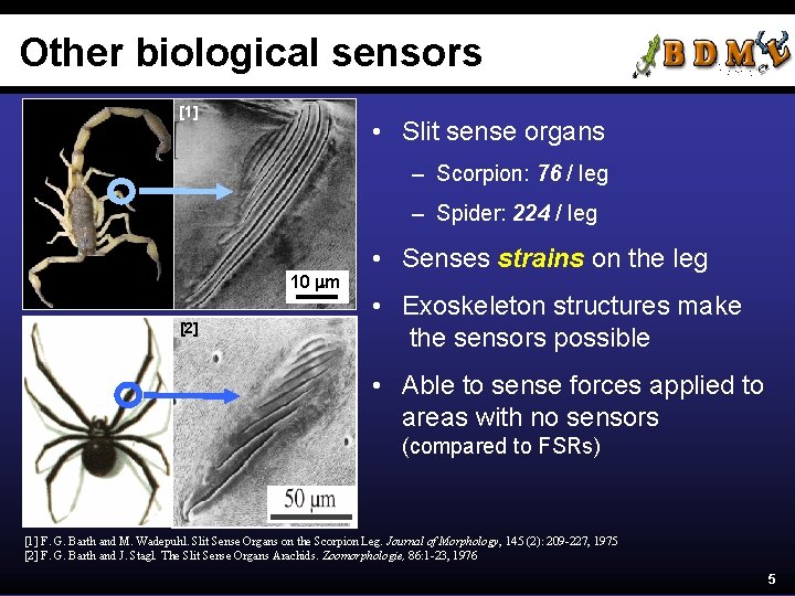 Other biological sensors [1] • Slit sense organs – Scorpion: 76 / leg –