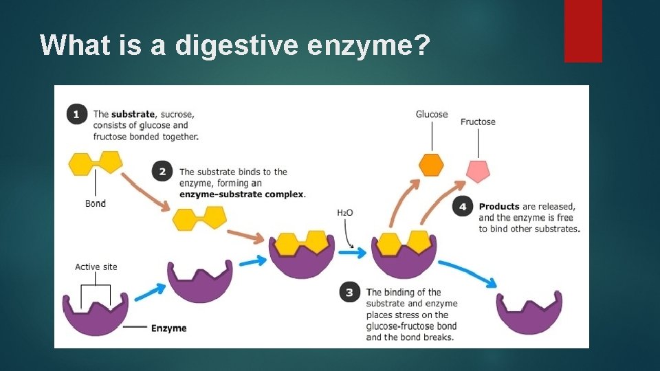 What is a digestive enzyme? 