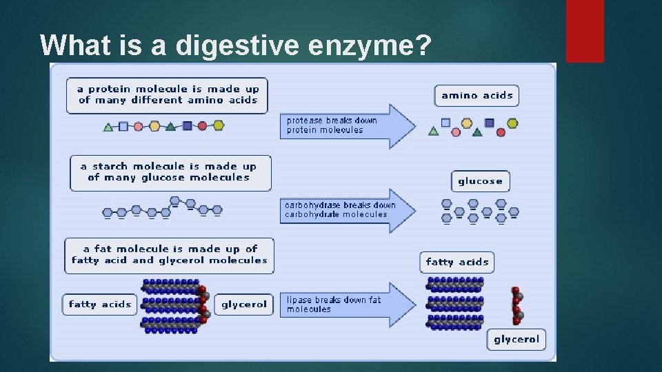 What is a digestive enzyme? 