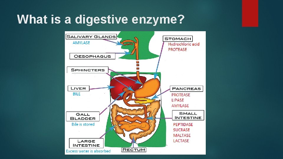 What is a digestive enzyme? 