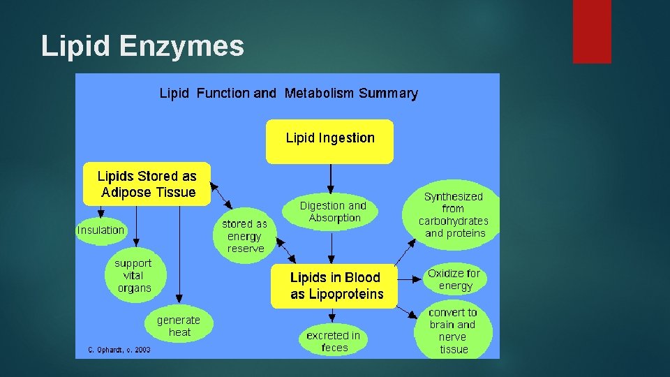 Lipid Enzymes 