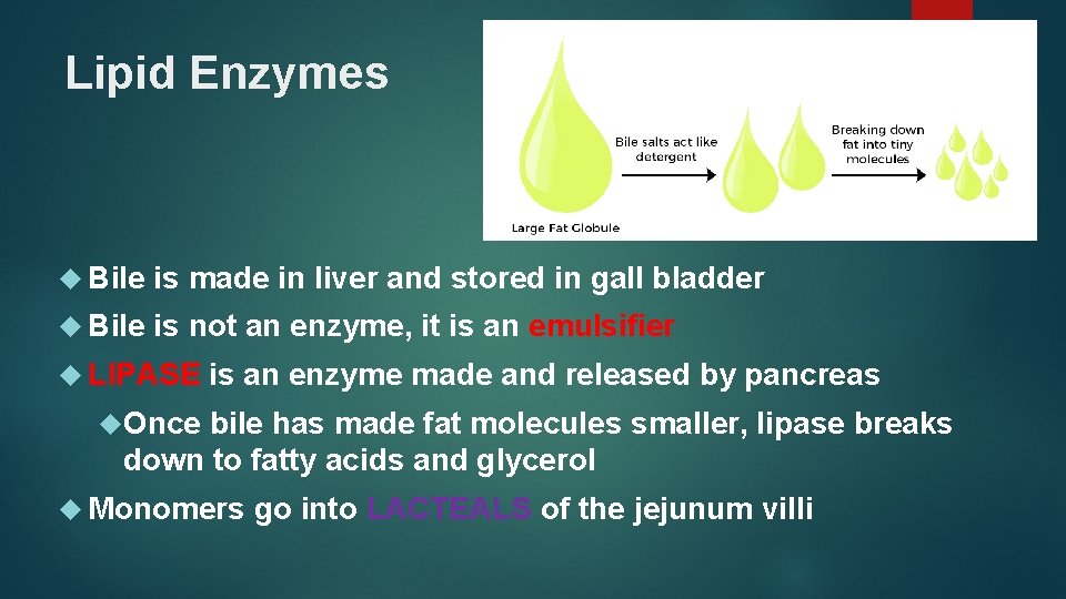 Lipid Enzymes Bile is made in liver and stored in gall bladder Bile is