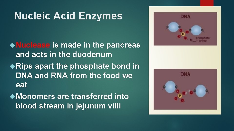 Nucleic Acid Enzymes Nuclease is made in the pancreas and acts in the duodenum