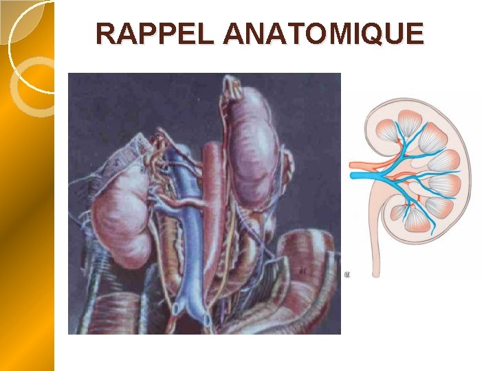 RAPPEL ANATOMIQUE 