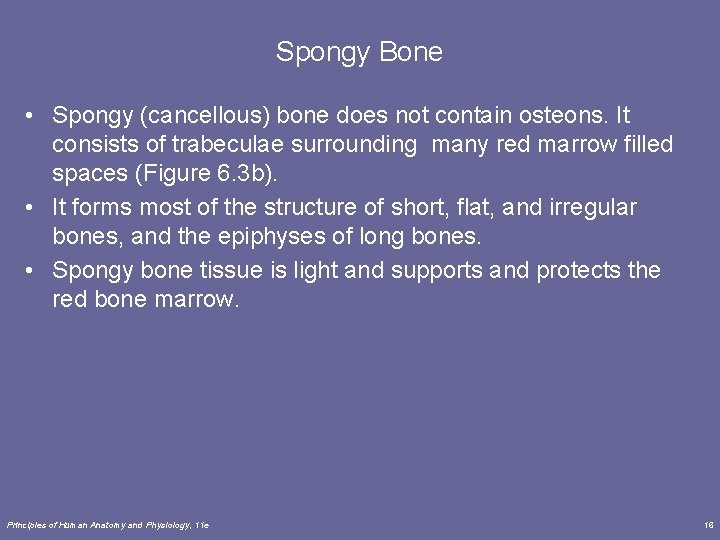 Spongy Bone • Spongy (cancellous) bone does not contain osteons. It consists of trabeculae