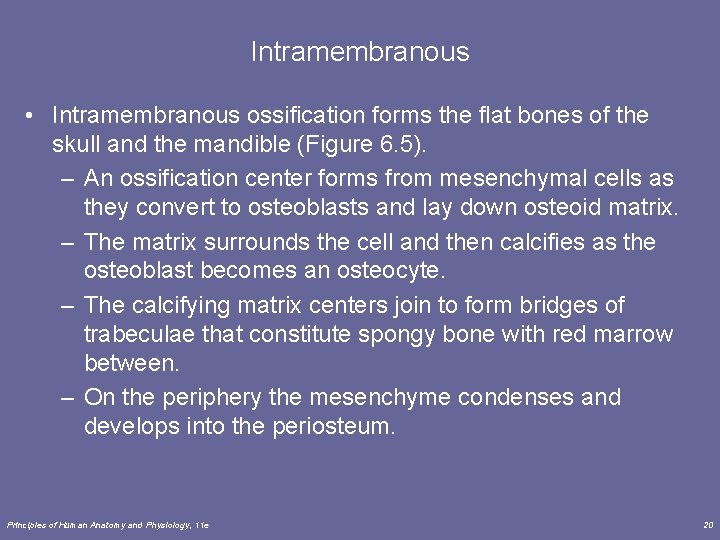 Intramembranous • Intramembranous ossification forms the flat bones of the skull and the mandible