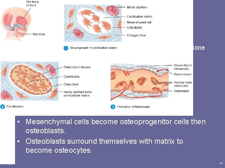Intramembranous Bone Formation • Mesenchymal cells become osteoprogenitor cells then osteoblasts. • Osteoblasts surround
