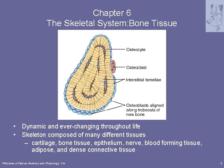 Chapter 6 The Skeletal System: Bone Tissue • Dynamic and ever-changing throughout life •