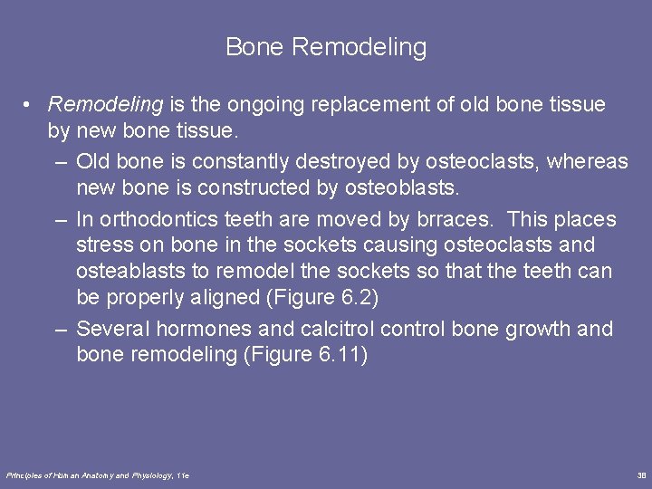 Bone Remodeling • Remodeling is the ongoing replacement of old bone tissue by new