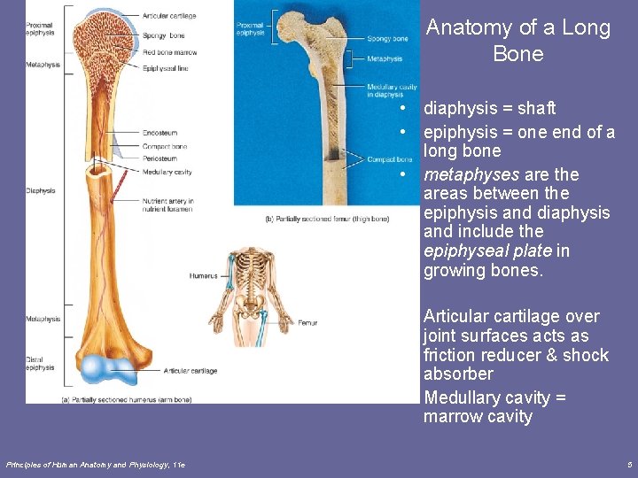 Anatomy of a Long Bone • diaphysis = shaft • epiphysis = one end