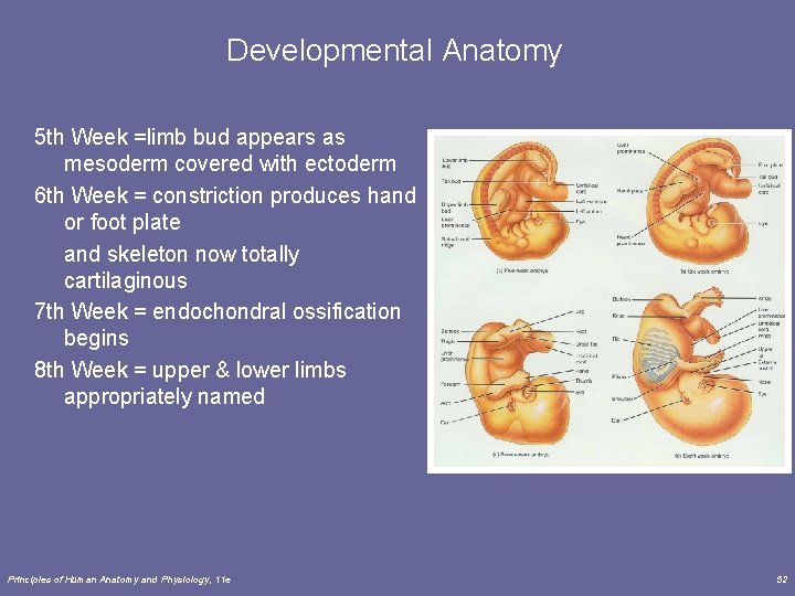 Developmental Anatomy 5 th Week =limb bud appears as mesoderm covered with ectoderm 6