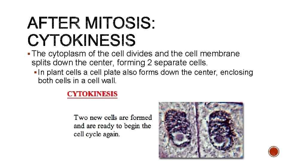 § The cytoplasm of the cell divides and the cell membrane splits down the