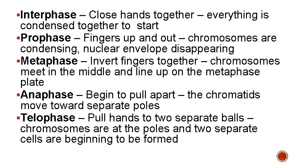 §Interphase – Close hands together – everything is condensed together to start §Prophase –