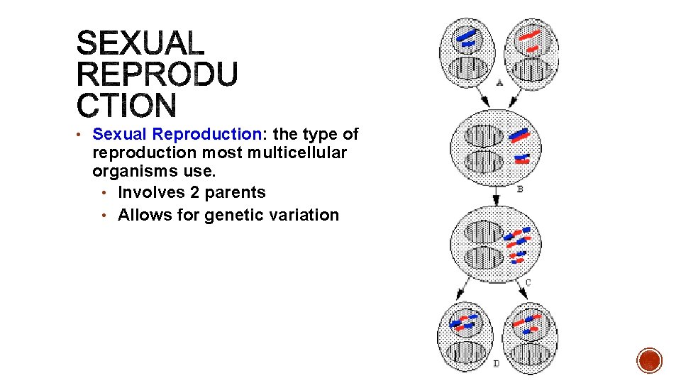  • Sexual Reproduction: the type of reproduction most multicellular organisms use. • Involves