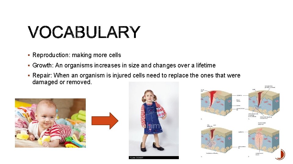§ Reproduction: making more cells § Growth: An organisms increases in size and changes
