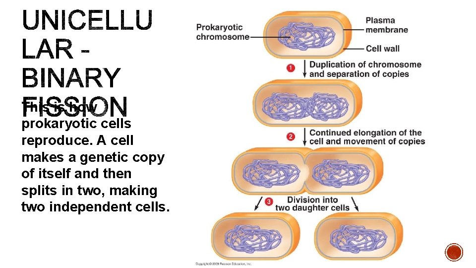 This is how prokaryotic cells reproduce. A cell makes a genetic copy of itself