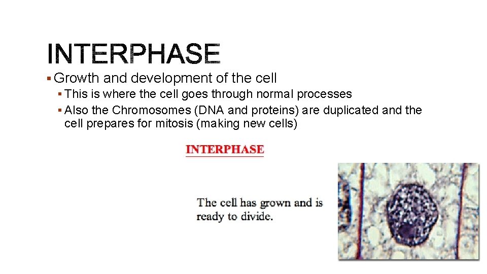 § Growth and development of the cell § This is where the cell goes