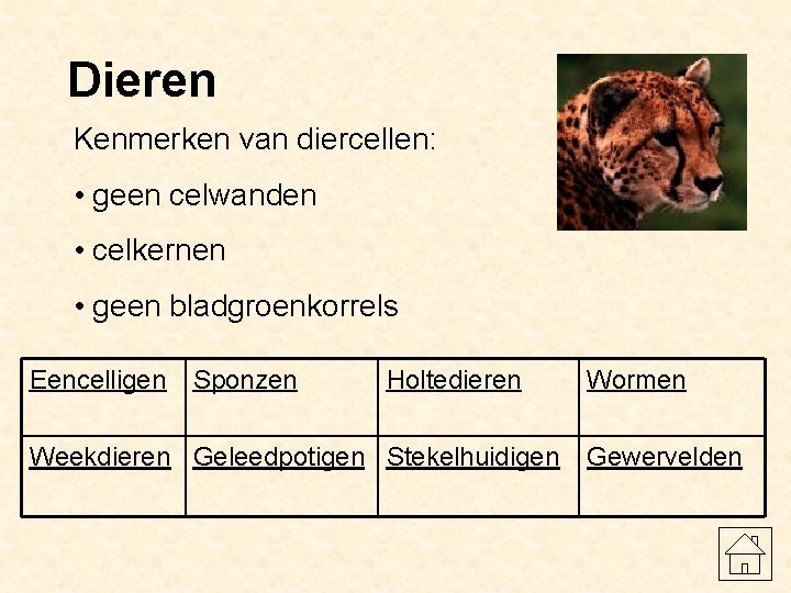 Dieren Kenmerken van diercellen: • geen celwanden • celkernen • geen bladgroenkorrels Eencelligen Sponzen