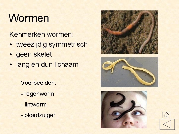 Wormen Kenmerken wormen: • tweezijdig symmetrisch • geen skelet • lang en dun lichaam